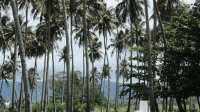 Trees with the sea in the back